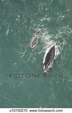 Stock Image - Aerial of Southern Right Whale (Eubalaena australis). Cape Peninsular, South Africa. Fotosearch