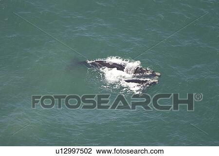 Aerial of Southern Right Whale (Eubalaena australis). Cape Peninsular, South Africa View Large Photo Image Stock Image - Aerial of Southern Right Whale (Eubalaena australis). Cape Peninsular, South Africa. Fotosearch