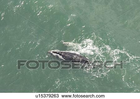 Stock Image - Aerial of Southern Right Whale (Eubalaena australis). Cape Peninsular, South Africa. Fotosearch