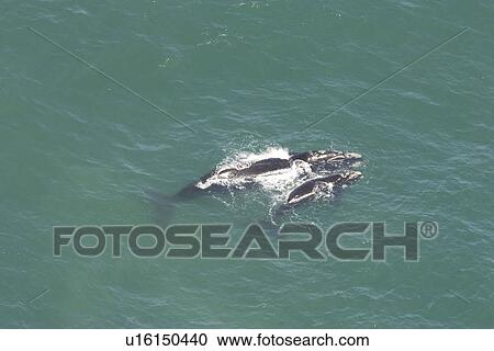 Aerial of Southern Right Whale (Eubalaena australis). Cape Peninsular, South Africa View Large Photo Image Stock Image - Aerial of Southern Right Whale (Eubalaena australis). Cape Peninsular, South Africa. Fotosearch