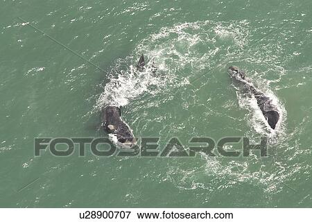 Aerial of Southern Right Whale (Eubalaena australis). Cape Peninsular, South Africa View Large Photo Image Stock Photo - Aerial of Southern Right Whale (Eubalaena australis). Cape Peninsular, South Africa. Fotosearch
