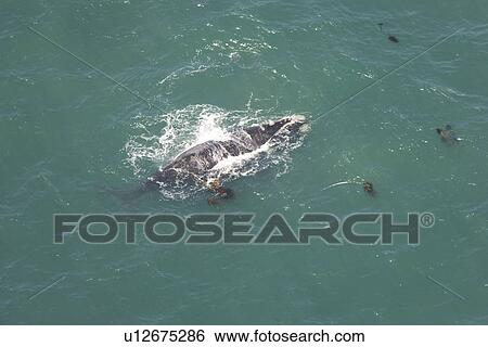 Stock Photograph - Aerial of Southern Right Whale (Eubalaena australis). Cape Peninsular, South Africa. Fotosearch