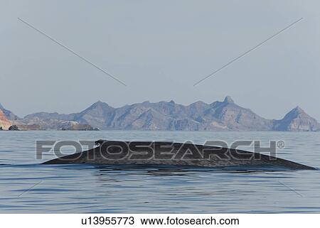 Stock Image - Blue whale (Balaenoptera musculus). A classic view of a blue whale. Gulf of California.. Fotosearch