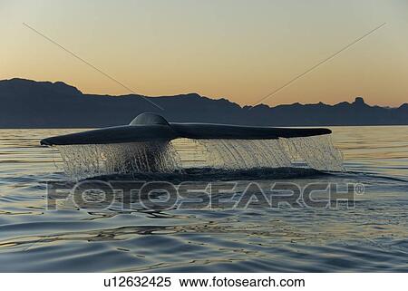 Blue whale (Balaenoptera musculus). A blue whale tail as it leaves the water prior to diving. Gulf of California. View Large Photo Image Stock Photography - Blue whale (Balaenoptera musculus). A blue whale tail as it leaves the water prior to diving. Gulf of California.. Fotosearch