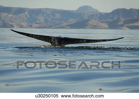 Stock Photography - Blue whale (Balaenoptera musculus). A typically view of a very relaxed blue whale tail as it begins a shallow dive. Gulf of California.. Fotosearch