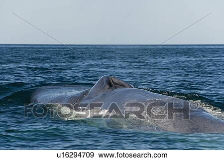 Stock Photo - Blue whale (balaenoptera musculus). Blowhole and part of back of a blue whale. Gulf of California.. Fotosearch