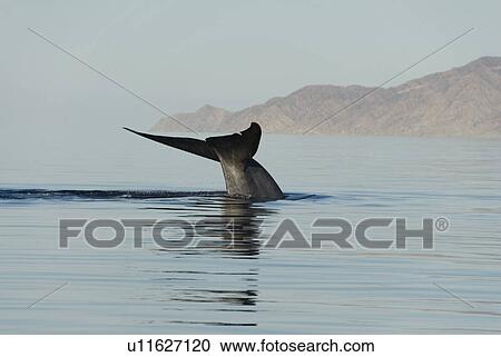 Blue whale (Balaenoptera musculus). The tail of a blue whale. Gulf of California. View Large Photo Image Stock Image - Blue whale (Balaenoptera musculus). The tail of a blue whale. Gulf of California.. Fotosearch
