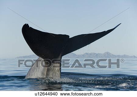 Blue whale (Balaenoptera musculus). The huge tail of a blue whale raised high before a deep dive. Gulf of California. View Large Photo Image Stock Image - Blue whale (Balaenoptera musculus). The huge tail of a blue whale raised high before a deep dive. Gulf of California.. Fotosearch