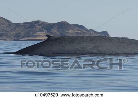 Stock Photo - Blue whale (Balaenoptera musculus). The typically mottled skin colouring of a blue whale and an equally typical dorsal fin. Gulf of California.. Fotosearch