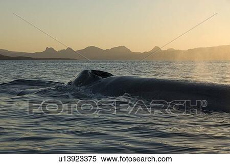 Stock Photography - Blue whale (Balaenoptera musculus). The back and blowholes of a blue whale at dawn. Gulf of California.. Fotosearch