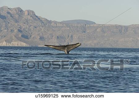 Stock Photography - Blue whale (Balaenoptera musculus). The tail of a blue whale showing clear damage to one fluke, a large part of which is missing. Gulf of California.. Fotosearch