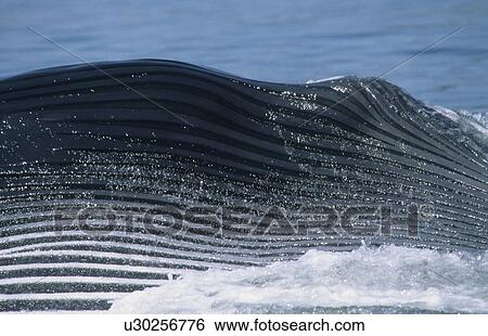 Stock Photograph - Close-up of the expanded grooves of a giant Blue whale (Balaenoptera musculus) during a lateral lunge, a feeding strike occasionally seen in the St. Lawrence estuary, Canada.. Fotosearch