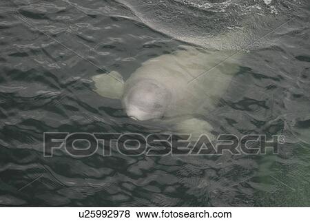 Stock Photo - Curious Beluga whale (Delphinapterus leucas) surfaces near the boat, its flippers widely spread in order to keep its balance. Note the distinctive lips and the open eye. St. Lawrence estuary, Canada Sequence 2/2.. Fotosearch