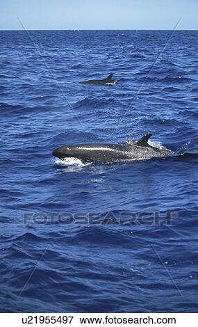 Stock Photo - False Killer Whale (Pseudorca crassidens) Azores. Fotosearch