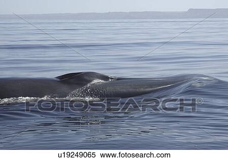 Stock Photography - Fin whale (Balaenoptera physalus) head shoving a bow wave in front of it. Gulf of California.. Fotosearch