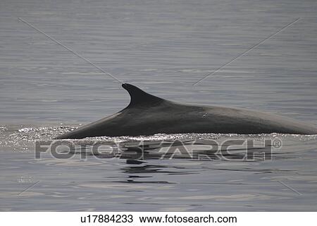Stock Image - Fin Whale ( Balaenoptera physalus) dorsal fin. Azores. Fotosearch