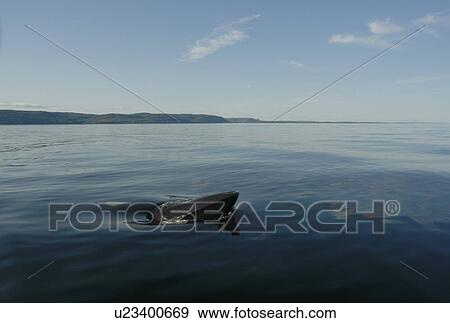 Stock Photo - Friendly Minke whale (Balaenoptera acutorostrata) surfacing laterally and curiously approaching the research vessel. St. Lawrence estuary, Canada. Fotosearch