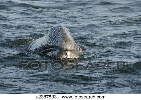 Stock Image - Gray whale (Eschrichtius robustus). The ungainly shaped head of a gray whale. Mexico.. Fotosearch