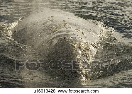 Stock Photo - Gray whale (Eschrichtius robustus). The blow of a gray whale lingers as a fine mist. Mexico.. Fotosearch