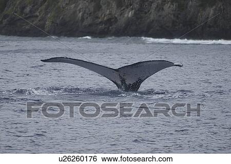 Humpback Whale (Megaptera novaeangliae) Sounding and showing tail in the air, Rurutu, French Polynesia, Southern Pacific Ocean View Large Photo Image Stock Photograph - Humpback Whale (Megaptera novaeangliae) Sounding and showing tail in the air, Rurutu, French Polynesia, Southern Pacific Ocean. Fotosearch