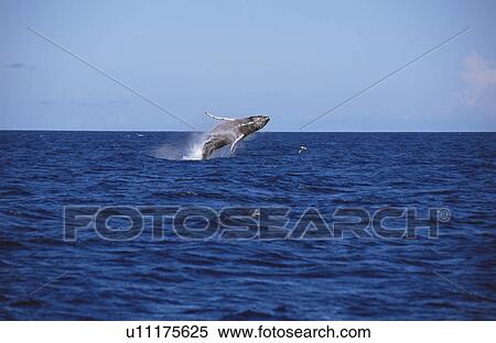 Stock Photography - Humpback Whale (Megaptera novaeangliae) breaching. Azores. Fotosearch