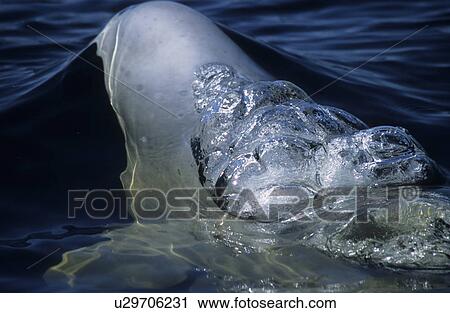 Stock Image - Just before surfacing a beluga whale (Delphinapterus leucas) exhales while its blowhole is still submerged creating large air bubbles. St. Lawrence estuary, Canada. Fotosearch