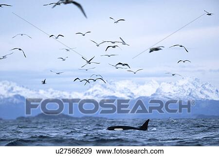 Stock Photo - Killer whale (Orcinus orca) Feeding with gulls on herring. Snowy mountains behind. Mid-winter in Tysfjord, Norway. Fotosearch