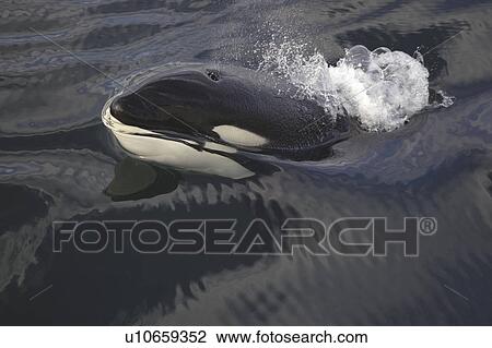 Killer Whale (Orcinus orca) head surfacing at speed. Gulf of California. View Large Photo Image Stock Image - Killer Whale (Orcinus orca) head surfacing at speed. Gulf of California.. Fotosearch