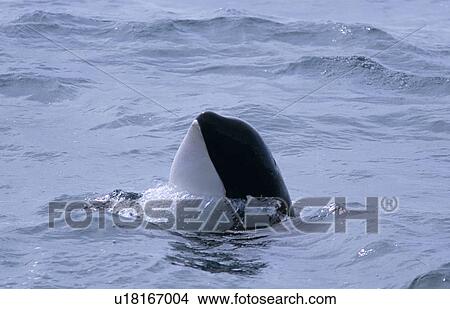 Picture - Killer whale (Orcinus orca) spy hopping west of Snaefellsness Peninsular, Iceland. Fotosearch