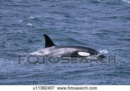 Stock Photo - Killer whale (Orcinus orca) surfacing west of Snaefellsness Peninsular, Iceland.. Fotosearch