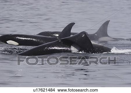 Picture - Killer whales Orcinus orca, pod travelling together, one individual with flopped dorsal fin Monterey, California, USA. Fotosearch