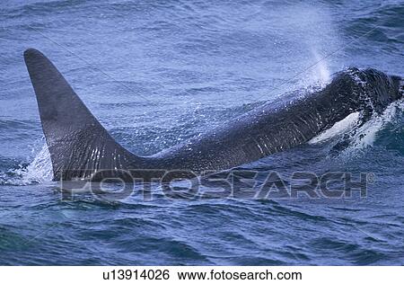 Stock Photograph - Male Killer whale (Orcinus orca) surfacing to breath, blow forming spray over back. Snaefellsness Peninsular, Iceland. Fotosearch