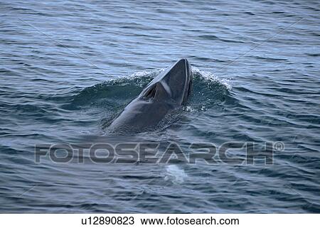 Stock Image - Minke whale (Balaenoptera acutorostrata) Iceland.. Fotosearch