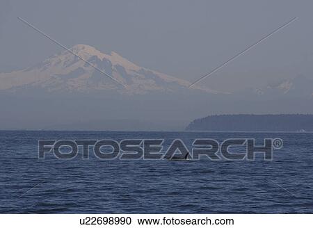 Orcas (Orcinus Orca) K-pod, heading North, North of Stuart Island with Mount Baker in the background View Large Photo Image Stock Image - Orcas (Orcinus Orca) K-pod, heading North, North of Stuart Island with Mount Baker in the background. Fotosearch