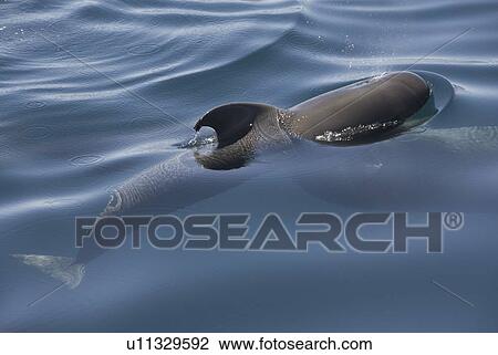 Stock Image - Short finned pilot whale (Globicephala macrorynchus). A young pilot whale hovers at the surface near to its mother. Gulf of California.. Fotosearch