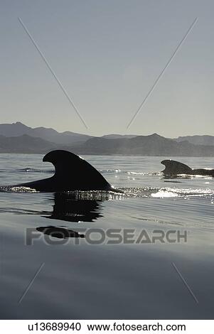 Short finned pilot whale (Globicephala macrorynchus). A pair of pilot whale fins with the coast behind. Gulf of California. View Large Photo Image Stock Image - Short finned pilot whale (Globicephala macrorynchus). A pair of pilot whale fins with the coast behind. Gulf of California.. Fotosearch