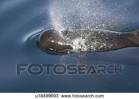 Stock Image - Short finned pilot whale (Globicephala macrorynchus). A reflection of a blow from a surfacing pilot whale. The pectoral fin clearly visible. Gulf of California.. Fotosearch