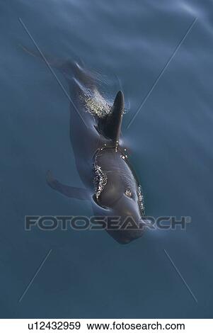 Short finned pilot whale (Globicephala macrorynchus). An outline view of a pilot whale. Gulf of California. View Large Photo Image Stock Photo - Short finned pilot whale (Globicephala macrorynchus). An outline view of a pilot whale. Gulf of California.. Fotosearch