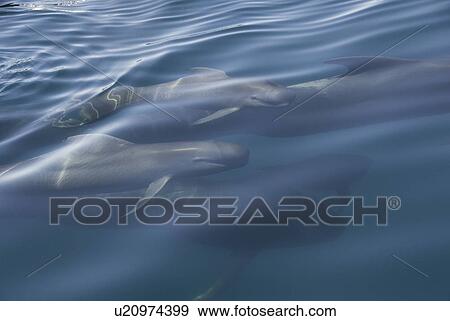 Stock Photo - Short finned pilot whale (Globicephala macrorynchus). A group of pilot whales including two youngsters, the latter showing their much paler colouring. Gulf of California.. Fotosearch