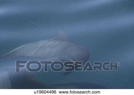 Short finned pilot whale (Globicephala macrorynchus). A very young pilot whale showing the foetal folds. Ripples on the surface have created a circular pattern of stripes too. Gulf of California. View Large Photo Image Stock Photograph - Short finned pilot whale (Globicephala macrorynchus). A very young pilot whale showing the foetal folds. Ripples on the surface have created a circular pattern of stripes too. Gulf of California.. Fotosearch
