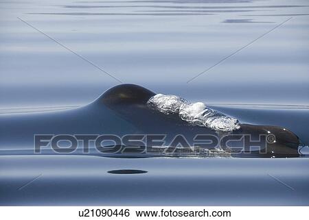 Stock Photograph - Short finned pilot whale (Globicephala macrorynchus). A surfacing pilot whale caught in a silky calm. Gulf of California.. Fotosearch