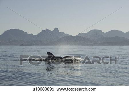 Stock Photography - Short finned pilot whale (Globicephala macrorynchus). A pilot whale pushing a bow wave ahead of itself as it travels at speed. Gulf of California.. Fotosearch