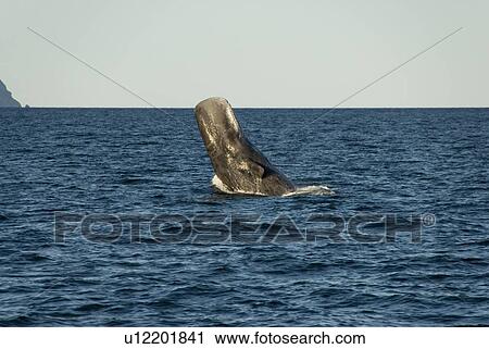 Stock Image - Sperm whale. (Physeter macrocephalus). A sperm whale half breaches onto its back. Gulf of California.. Fotosearch