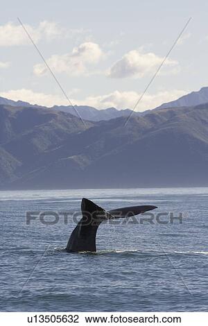 Sperm whale (Physeter macrocephalus). Kaikoura, South Island, New Zealand View Large Photo Image Stock Image - Sperm whale (Physeter macrocephalus). Kaikoura, South Island, New Zealand. Fotosearch