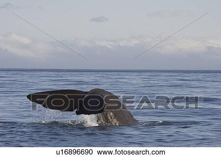Sperm whale (Physeter macrocephalus) diving, Kaikoura, South Island, New ZealandSperm whale (Physeter macrocephalus). Kaikoura, South Island, New Zealand View Large Photo Image Stock Image - Sperm whale (Physeter macrocephalus) diving, Kaikoura, South Island, New ZealandSperm whale (Physeter macrocephalus). Kaikoura, South Island, New Zealand. Fotosearch
