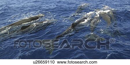 Stock Image - Sperm whale. (Physeter macrocephalus). A group of sperm whales socialising. Caribbean.. Fotosearch