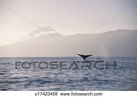 Sperm Whale (Physeter macrocephalus) flukes in front of Pico. Azores View Large Photo Image Stock Photo - Sperm Whale (Physeter macrocephalus) flukes in front of Pico. Azores. Fotosearch