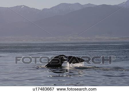 Stock Photo - Sperm whale (Physeter macrocephalus) diving, sequence 1/3 Kaikoura, South Island, New Zealand. Fotosearch