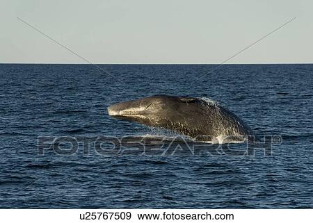 Stock Photo - Sperm whale. (Physeter macrocephalus). A breaching sperm whale showing its underside and mouth. Gulf of California.. Fotosearch