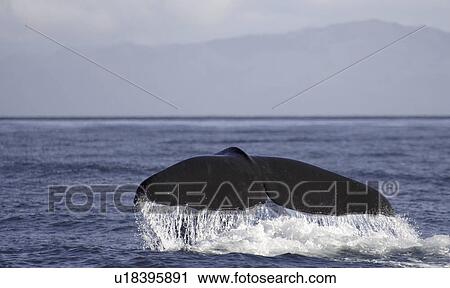 Sperm whale (Physter macrocephalus), Kaikoura, New Zealand (rr) View Large Photo Image Stock Image - Sperm whale (Physter macrocephalus), Kaikoura, New Zealand (rr). Fotosearch